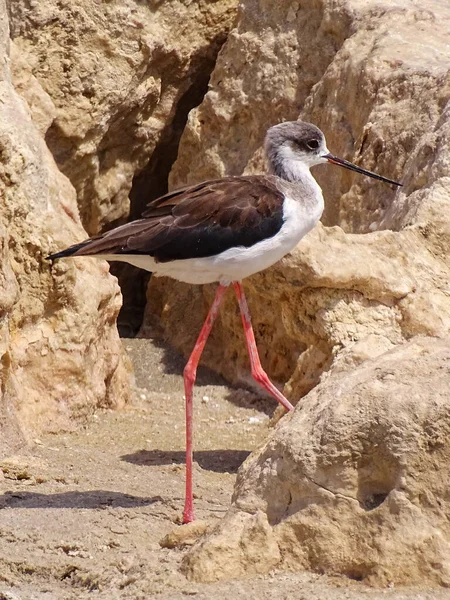Kayadaki Bir Kuşun Dikey Görüntüsü — Stok fotoğraf