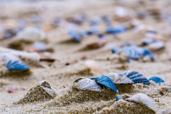 Closeup Seashells Sandy Beach — Stock Photo, Image