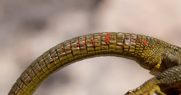 크로아티아의 배경에서 도마뱀의 꼬리를 클로즈업 — 스톡 사진