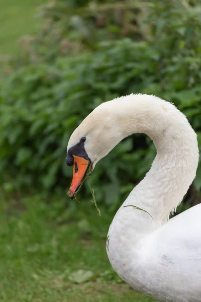 Portrait Elegant Mute Swan Cygnus Olor Green Grass Pond — Stock Photo, Image