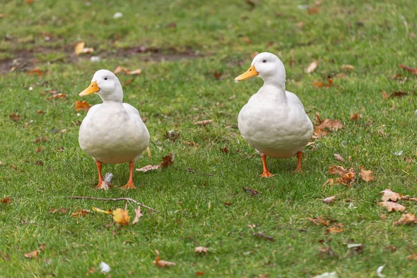 Två Söta Domesticerade Drake White Call Ducks Anas Platyrhynchos Grönt — Stockfoto