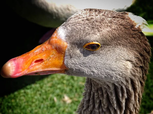 Closeup Shot Cute Goose Park — Stock Fotó