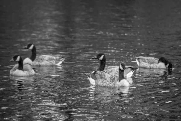 Uma Foto Tons Cinza Belos Gansos Canadá Nadando Lago — Fotografia de Stock