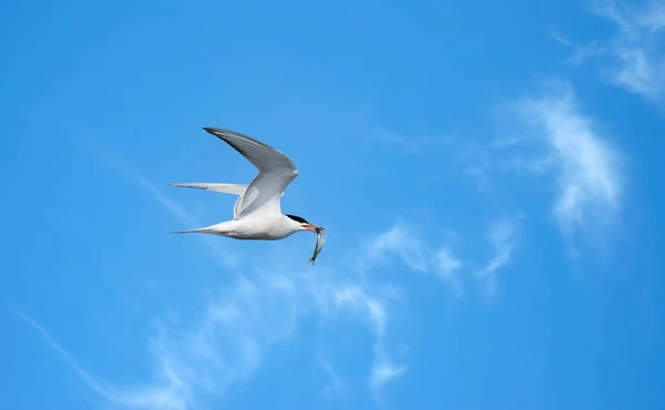 Μια Κοινή Tern Που Φέρουν Ένα Μπλε Ουρανό Ένα Μικρό — Φωτογραφία Αρχείου