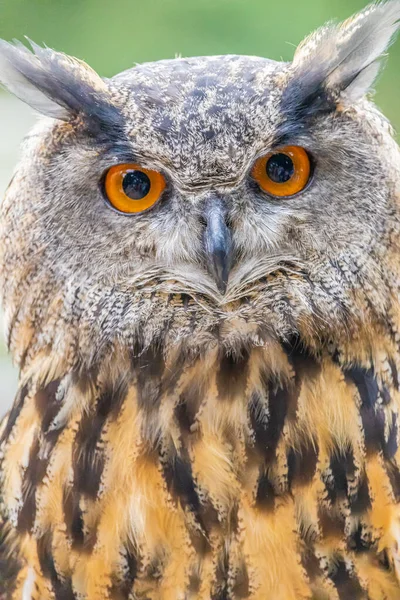 Disparo Vertical Búho Con Ojos Naranja Brillante — Foto de Stock