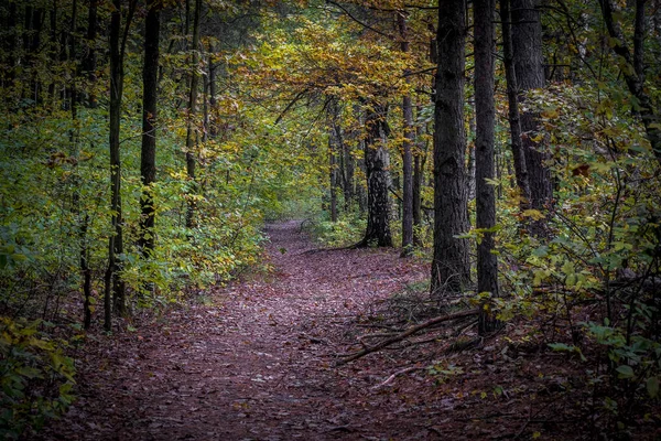 Natural View Autumnal Leaves Branches Forest — Fotografia de Stock