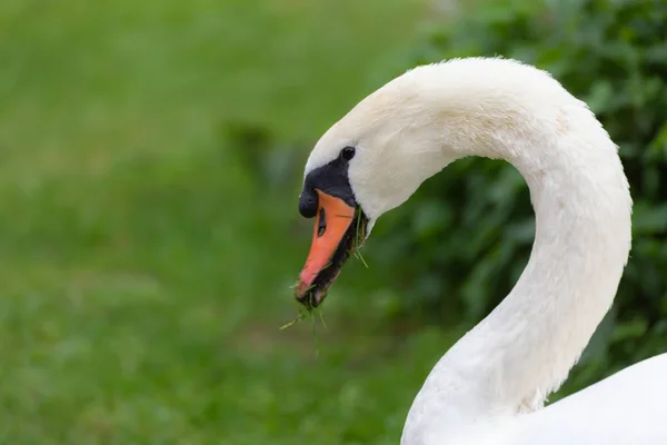 Portrait Elegant Mute Swan Cygnus Olor Green Grass Pond — Stock Photo, Image