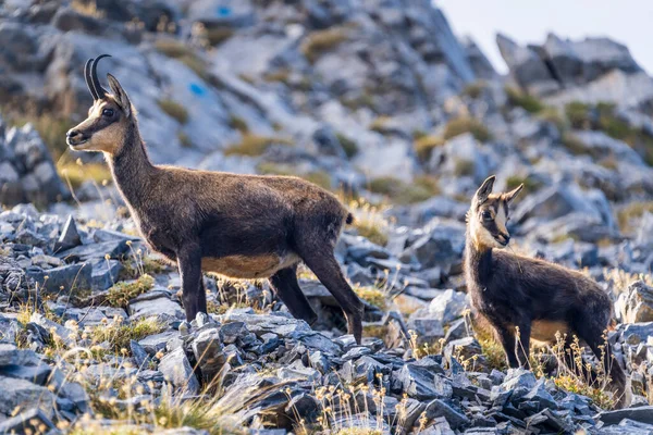 Capre Montagna Sul Monte Olimpo Grecia — Foto Stock