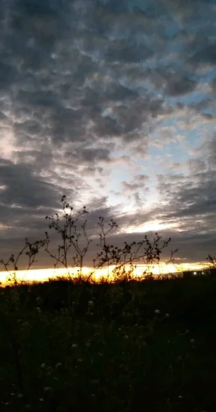 Silueta Los Árboles Cielo Nublado Durante Puesta Del Sol —  Fotos de Stock