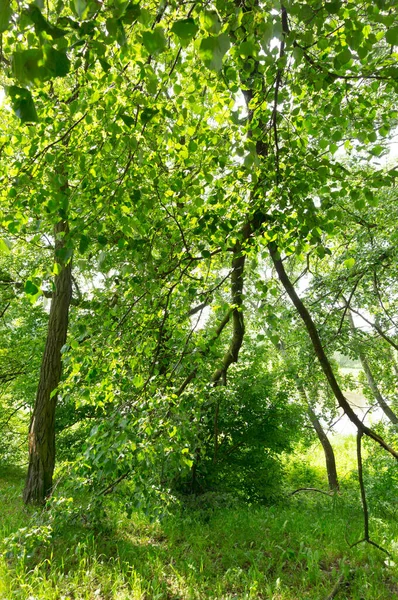 Vertical Shot Lush Green Trees Sun — Fotografia de Stock