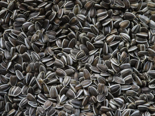 Closeup Shot Bunch Sunflower Seeds — Stock Photo, Image