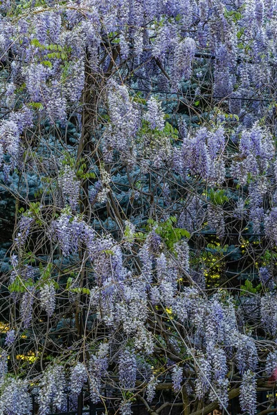 開花するラベンダーの木の垂直ショット — ストック写真