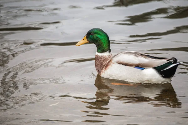 Ένα Χαριτωμένο Αρσενικό Mallard Πάπια Κολύμπι Μια Λίμνη — Φωτογραφία Αρχείου