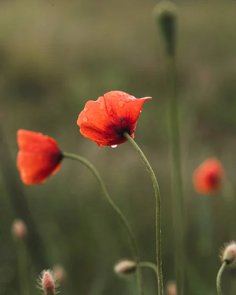 Tiro Foco Raso Duas Belas Tulipas Vermelhas Depois Uma Chuva — Fotografia de Stock