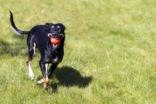 Собака Играет Мячом Парке — стоковое фото