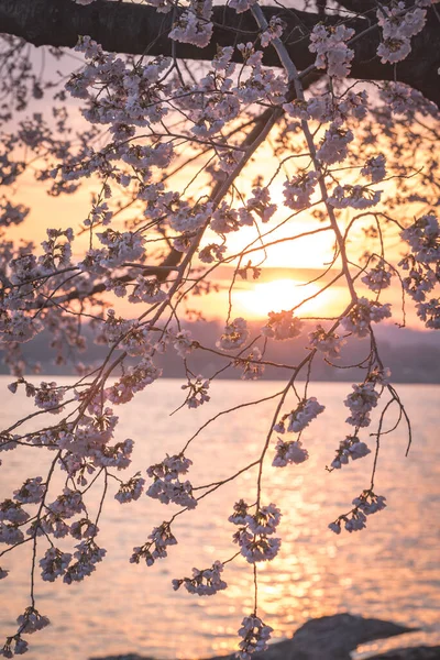Красивая Белая Вишня Цветет Ветви Ярком Фоне Заката Неба — стоковое фото