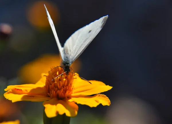 背景がぼやけているオレンジの花から蜜をすすいでキャベツ蝶のマクロショット — ストック写真