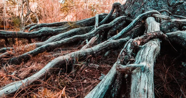 Detailní Záběr Kořenů Starého Stromu Rostoucího Suchém Poli Podzim — Stock fotografie
