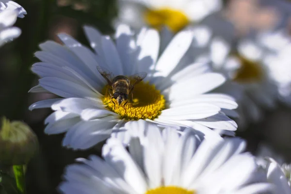 Una Abeja Polinizando Manzanilla Sobre Fondo Borroso — Foto de Stock