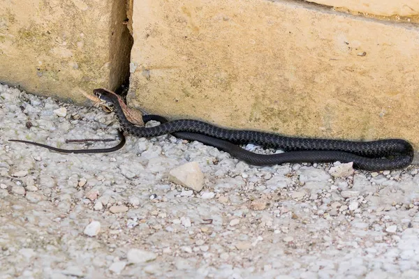 서부의 지팡이 Hierophis Viridiflavus Moorish Gecko Tarentola Mauritanica 몰타의 도로에서 — 스톡 사진