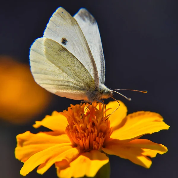 背景がぼやけているオレンジの花から蜜をすすいでキャベツ蝶のマクロショット — ストック写真
