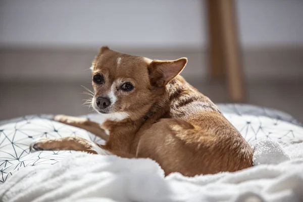 柔らかい布の上のChihuahua犬のクローズアップショット屋内 — ストック写真