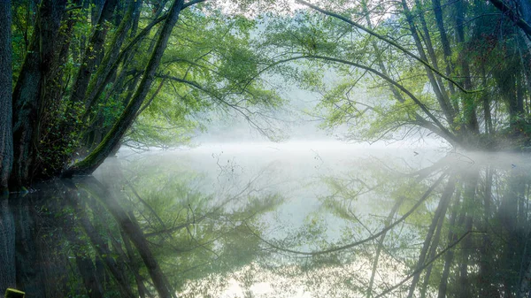 Paysage Étang Couvert Brouillard Entouré Verdure Dans Une Forêt Lumière — Photo