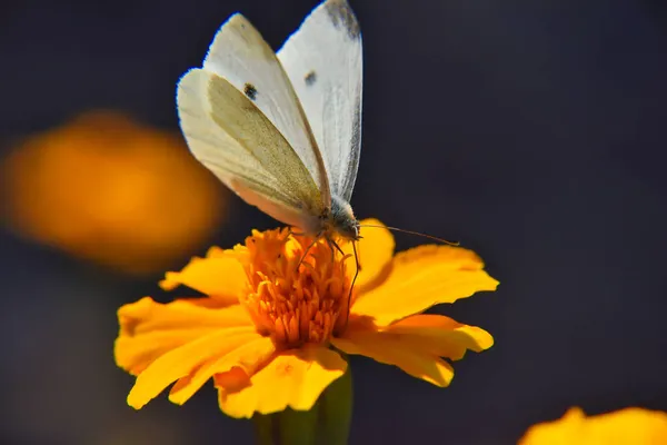 背景がぼやけているオレンジの花から蜜をすすいでキャベツ蝶のマクロショット — ストック写真