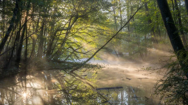 Paysage Étang Couvert Brouillard Entouré Verdure Dans Une Forêt Matin — Photo