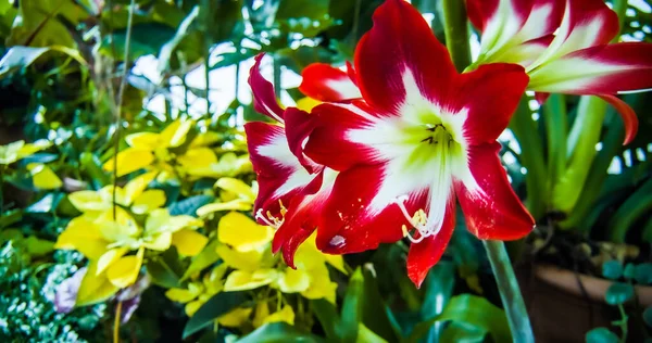 Primer Plano Delicadas Flores Hippeastrum Rojo Blanco Creciendo Jardín —  Fotos de Stock