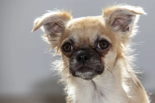 Selektiv Fokusbild Chihuahua Hunds Porträtt — Stockfoto