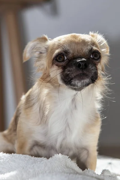 Ένα Κάθετο Πλάνο Ενός Σκύλου Τσιουάουα Στο Μαλακό Ύφασμα — Φωτογραφία Αρχείου