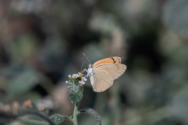 Макро Снимок Бабочки Потягивающей Нектар Цветка Размытом Фоне — стоковое фото