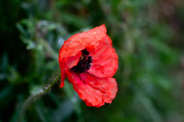 Eine Nahaufnahme Einer Schönen Blume Die Garten Blüht Mit Verschwommenem — Stockfoto