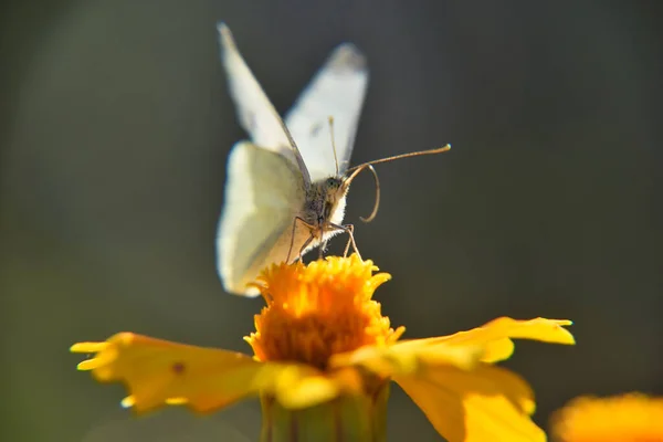 背景がぼやけているオレンジの花から蜜をすすいでキャベツ蝶のマクロショット — ストック写真