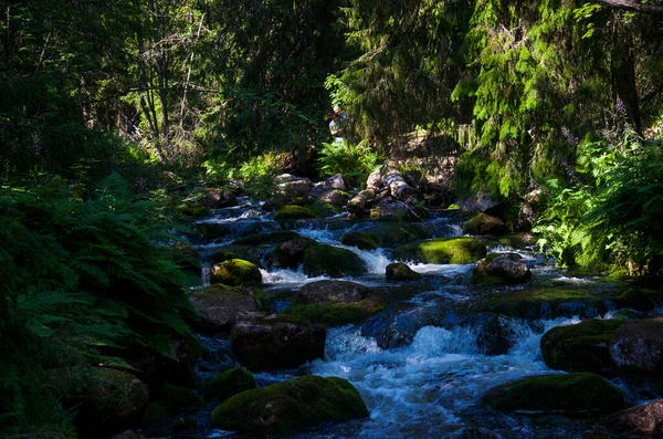 Flod Som Rinner Tät Skog — Stockfoto