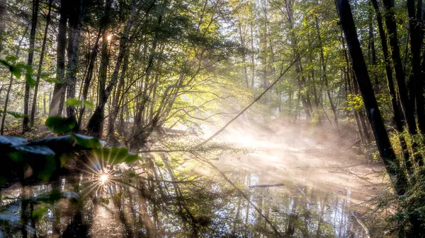 아침에 초목으로 둘러싸인 안개에 연못의 — 스톡 사진
