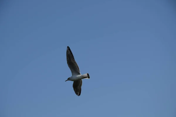 Beautiful Scene Blue Sky Albatross Bird Flying — Stock Photo, Image