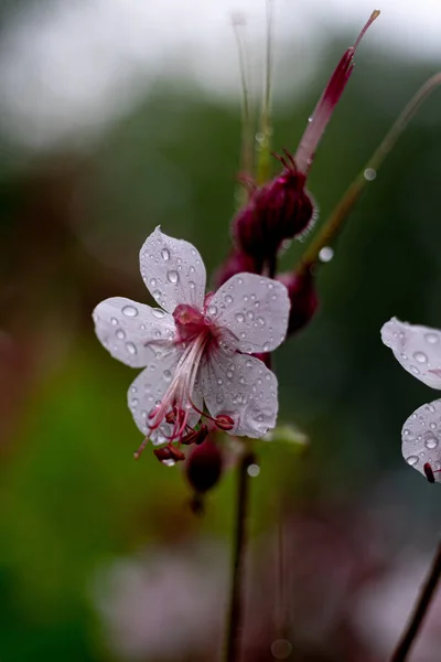 Bahçede Çiçek Açan Yağmur Damlaları Bulanık Arka Planla Güzel Bir — Stok fotoğraf