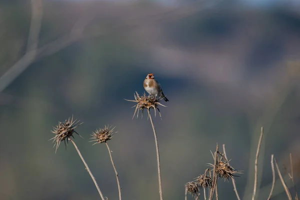 Selective Focus Sparrow Dried Wildflower Field — Stock Photo, Image