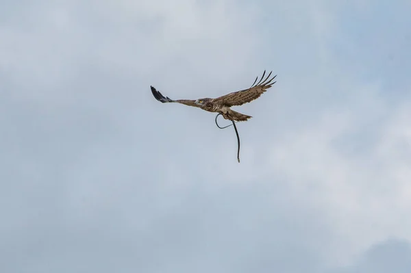 A flying hawk catches a snake against a clear sky