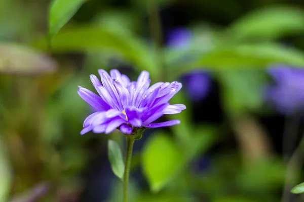Egy Közeli Kép Egy Lila Virágról Homályos Háttérrel — Stock Fotó