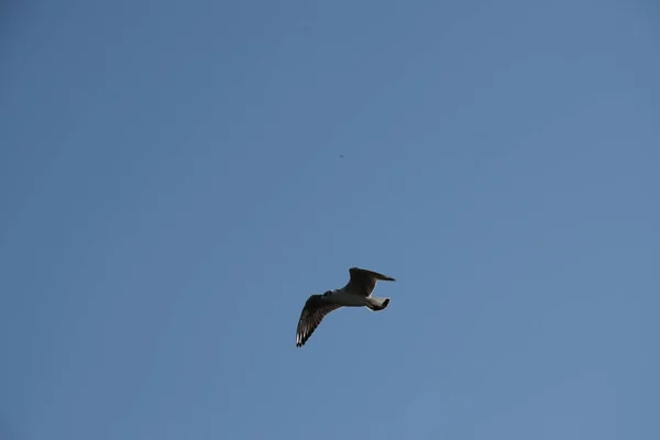 Vacker Scen Blå Himmel Och Albatross Fågel Flyger — Stockfoto