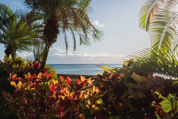 Uma Bela Paisagem Palmeiras Plantas Com Oceano Calmo Fundo Nascer — Fotografia de Stock