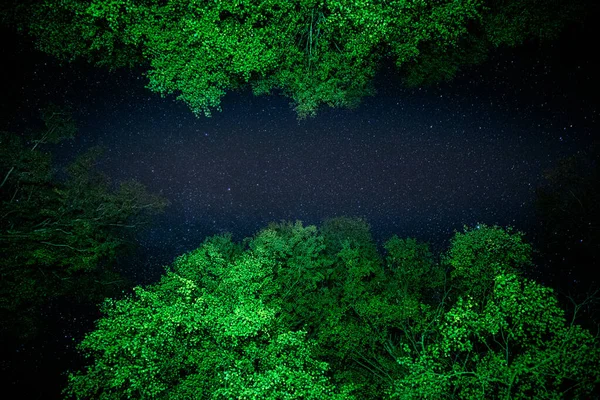 Uma Noite Estrelada Uma Floresta Verde — Fotografia de Stock