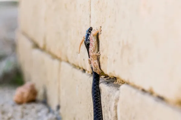 Una Serpiente Látigo Occidental Negro Hierophis Viridiflavus Presa Caza Geco — Foto de Stock