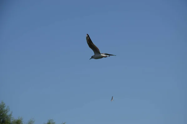Abeautiful Scene Blue Sky Albatross Bird Flying — Stock Photo, Image