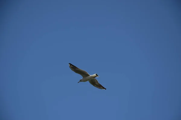 Eine Schöne Szene Von Blauem Himmel Und Einem Fliegenden Albatrossvogel — Stockfoto
