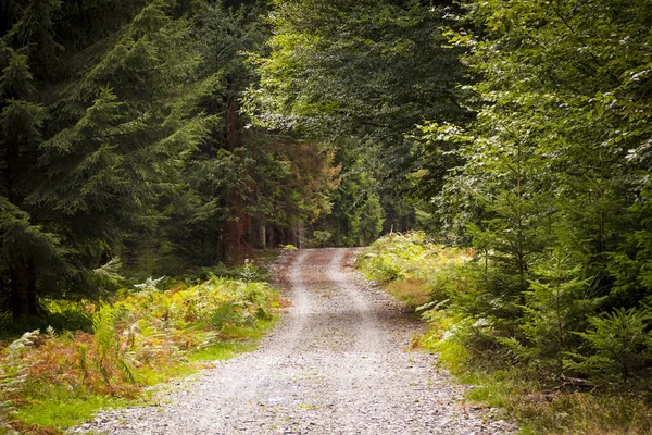 Een Smal Voetpad Het Groene Bos — Stockfoto