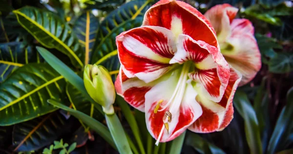 Piękny Czerwono Biały Kwiat Hippeastrum Rośnie Ogrodzie — Zdjęcie stockowe